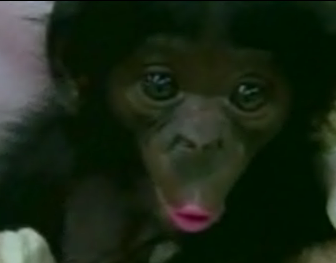 Cute Alert: Chimp Flirts for the Camera